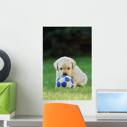 Labrador Retriever Puppy Playing Football Soccer Wall Mural