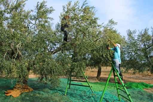 Harvesting Olives Wall Decal