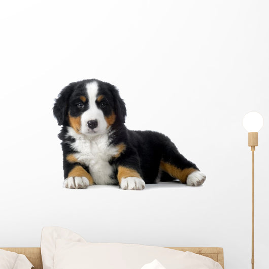 Puppy Bernese Mountain Dog Wall Decal