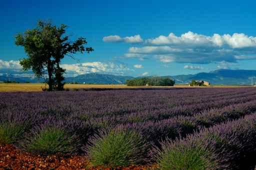 Lavande Valensole Wall Decal