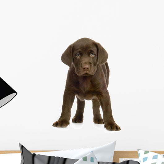 Chiot Labrador Devant One Fond Blanc Wall Decal