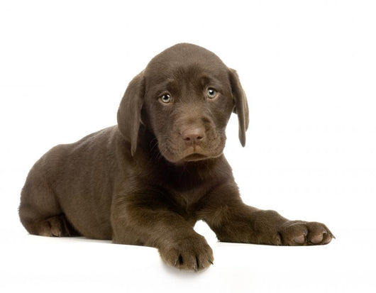 Chiot Labrador Devant Un Wall Decal