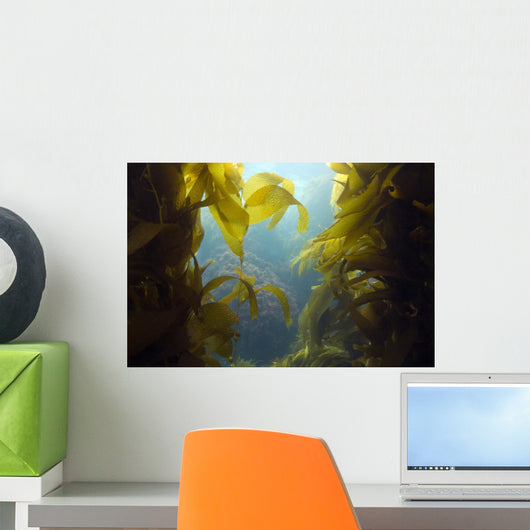 luscious green underwater kelp forest at catalian island, califo Wall Mural