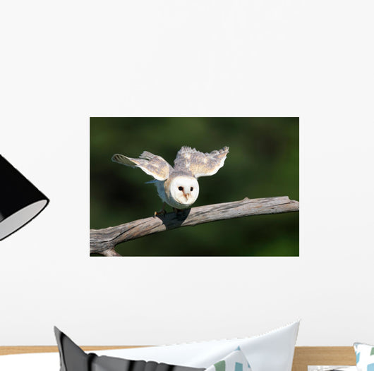 Barn Owl Take-off