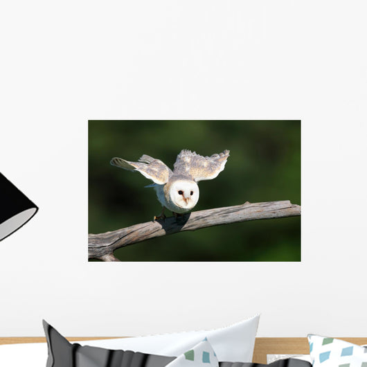 Barn Owl Take-off