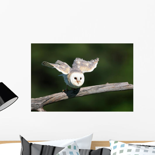 Barn Owl Take-off