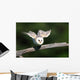 Barn Owl Take-off