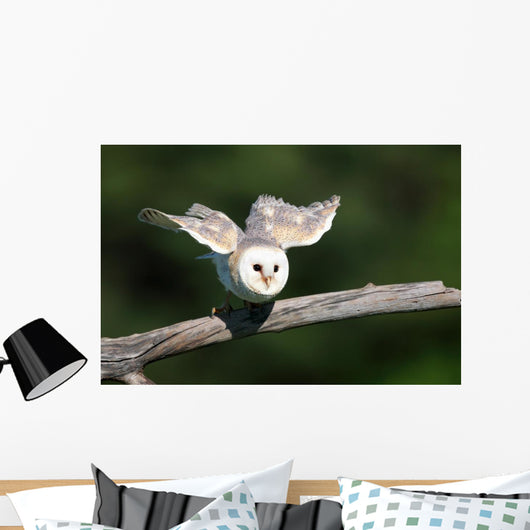 Barn Owl Take-off