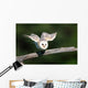 Barn Owl Take-off