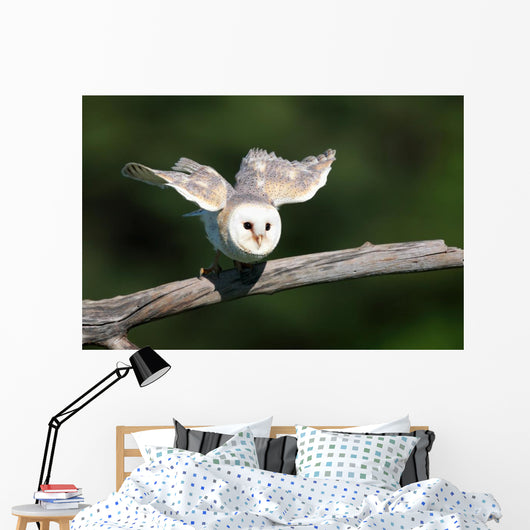 Barn Owl Take-off