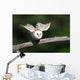 Barn Owl Take-off