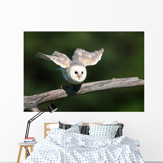 Barn Owl Take-off