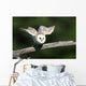 Barn Owl Take-off