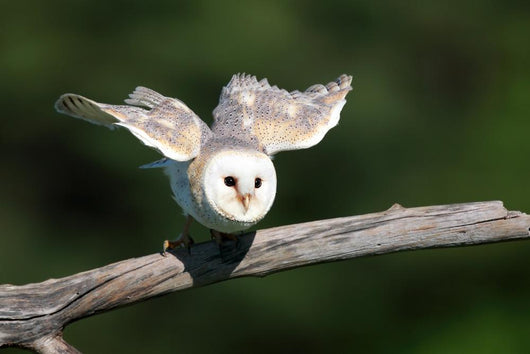 Barn Owl Take-off