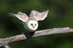 Barn Owl Take-off