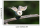 Barn Owl Take-off