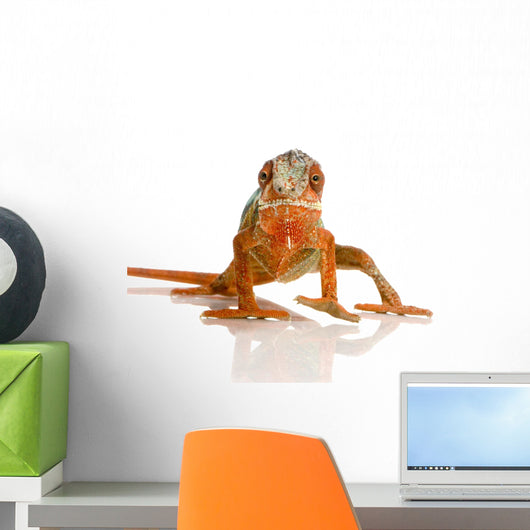 Chameleon Furcifer pardalis Wall Decal