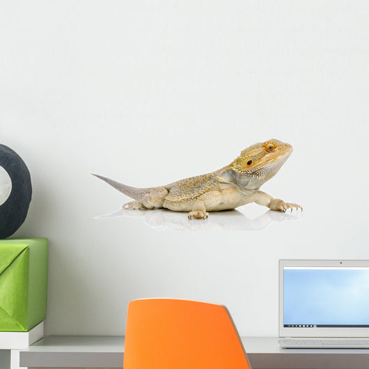 Jeune Dragon Barbu - Pogona Vitticeps Wall Decal