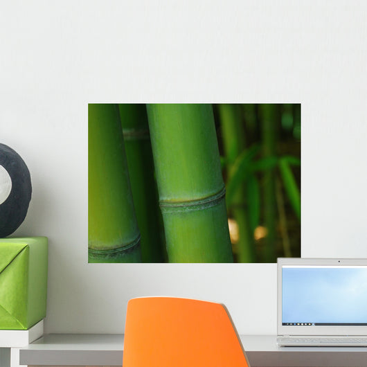 Bamboo