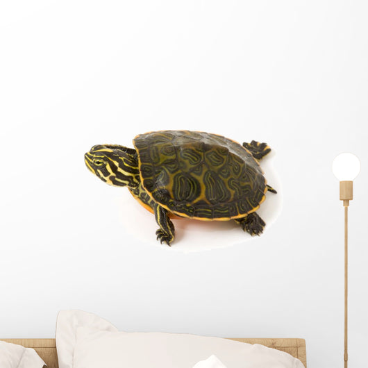 Baby Turtle against White Wall Decal