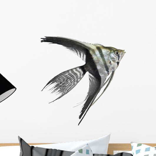 Angel Fish