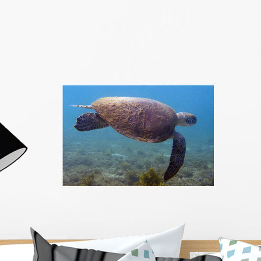 Sea Turtle