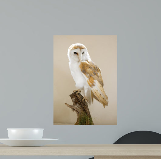 Barn Owl