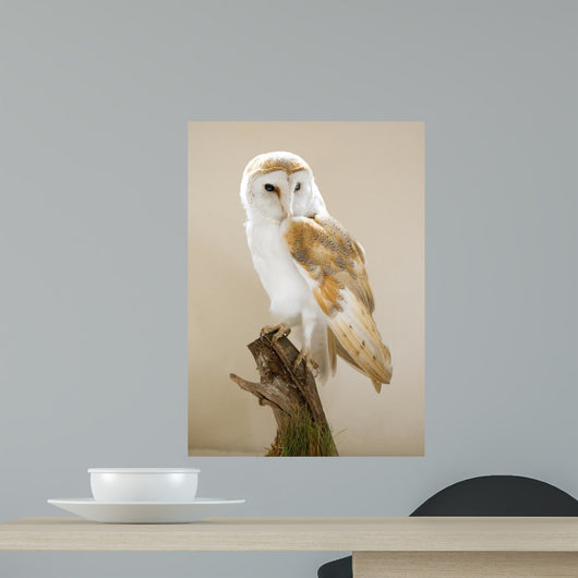 Barn Owl