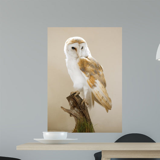 Barn Owl