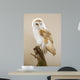 Barn Owl
