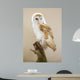 Barn Owl