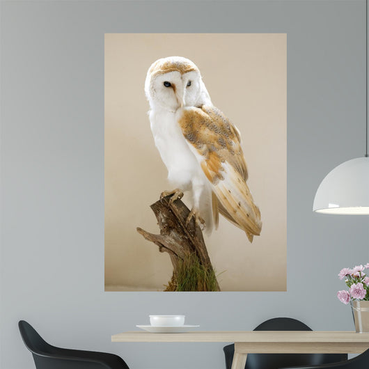 Barn Owl