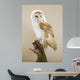 Barn Owl