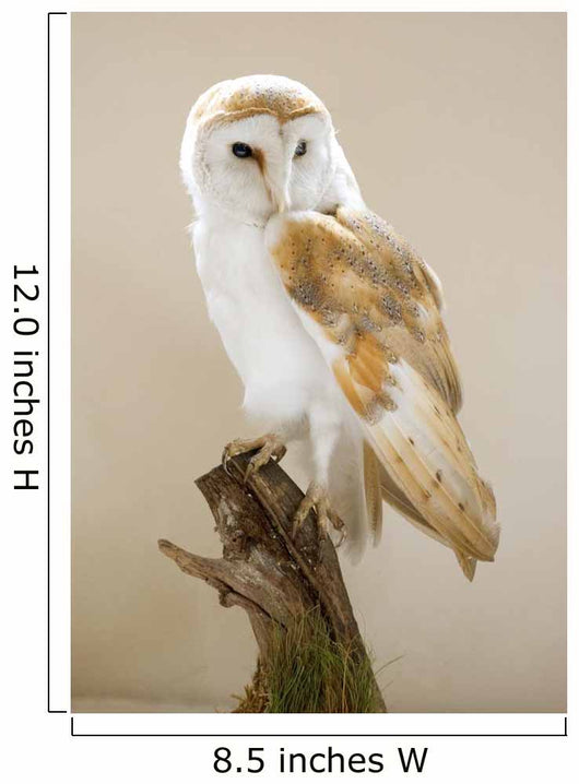 Barn Owl