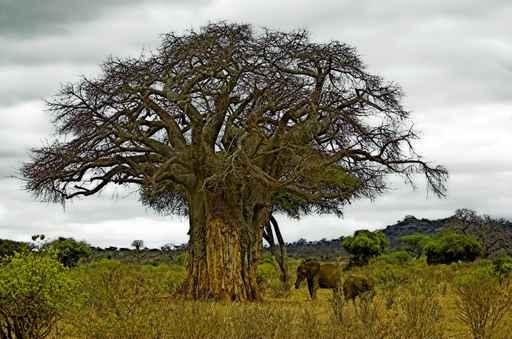 Baobab Wall Decal