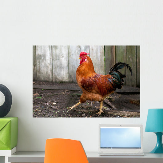 Beautiful Red Cock Wall Mural