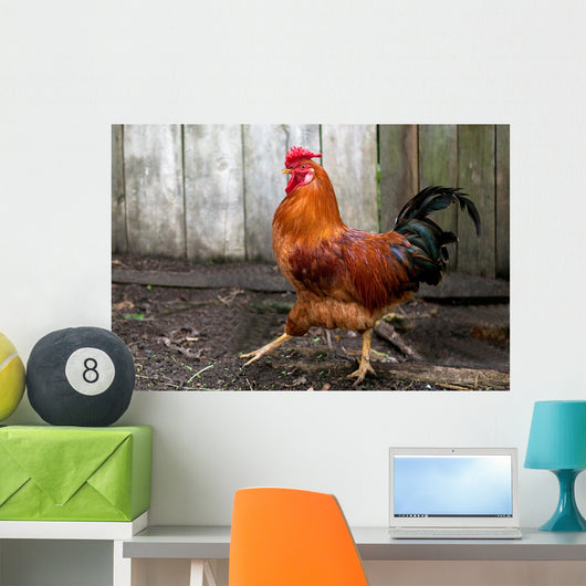 Beautiful Red Cock Wall Mural