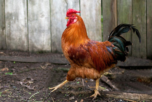 Beautiful Red Cock Wall Mural