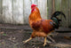 Beautiful Red Cock Wall Mural