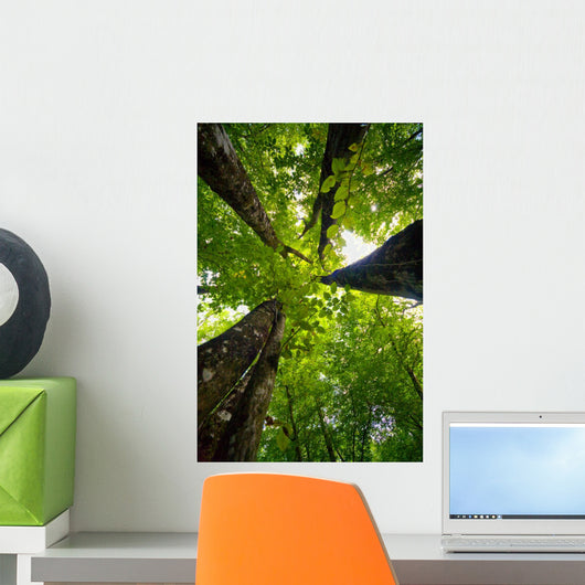 4 trees Wall Mural