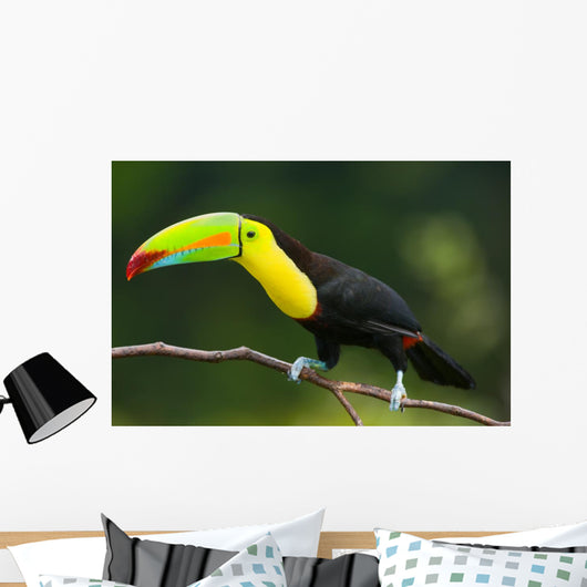 Keel Billed Toucan, from Central America. Wall Mural