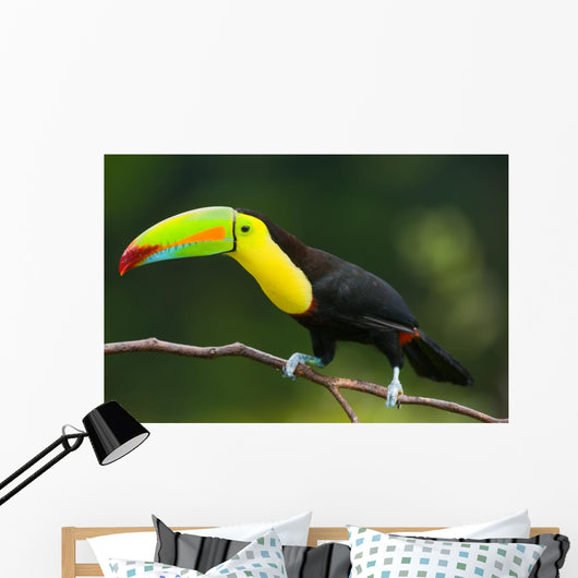 Keel Billed Toucan, from Central America. Wall Mural