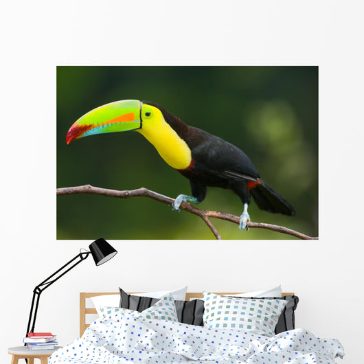 Keel Billed Toucan, from Central America. Wall Mural