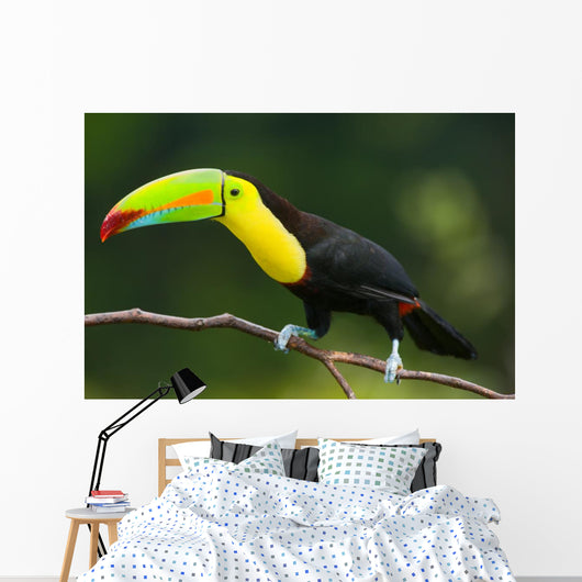 Keel Billed Toucan, from Central America. Wall Mural