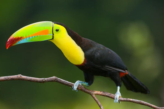 Keel Billed Toucan, from Central America. Wall Mural