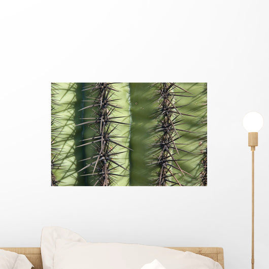 Saguaro Closeup