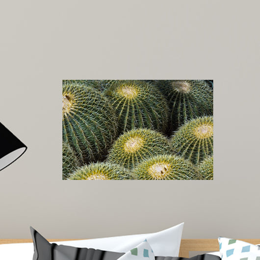 Barrel Cactus