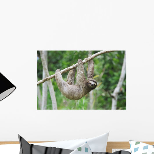 Sloth in Panama Wall Mural