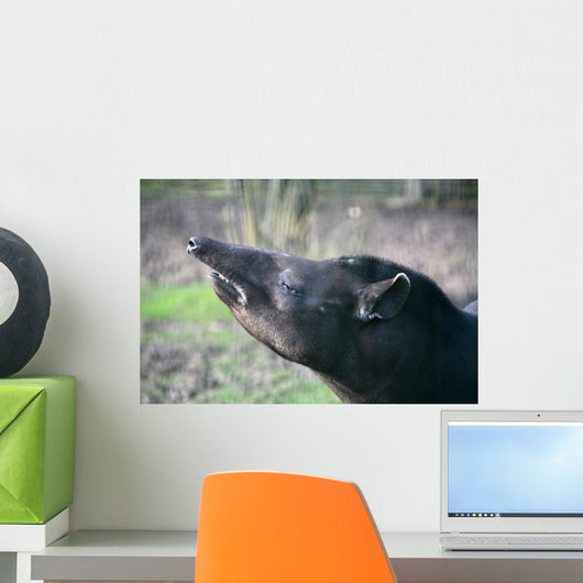 tapir Wall Mural