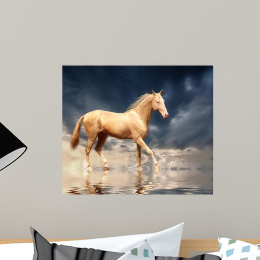 Cremello Stallion Akhal-teke Water